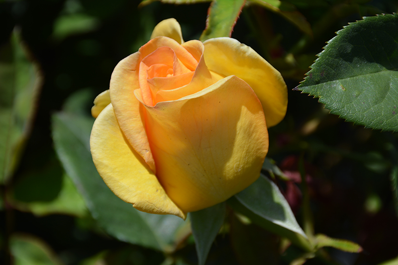 Gold Medal Rose (Rosa 'AROyqueli') at Weston Nurseries