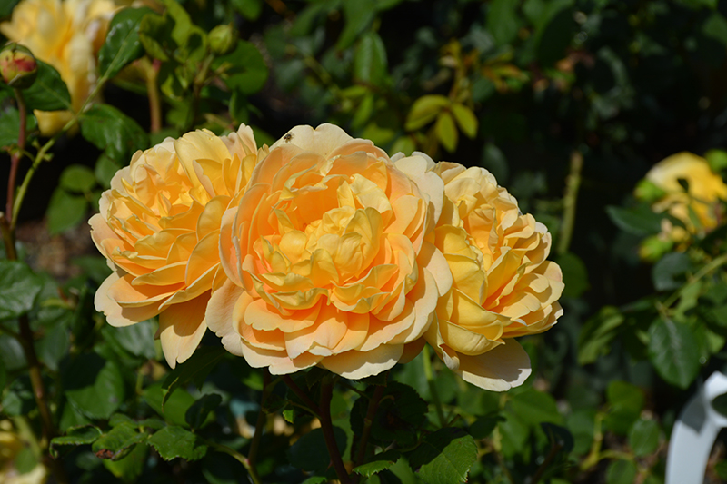 Golden Celebration Rose (Rosa 'Golden Celebration') at Weston Nurseries