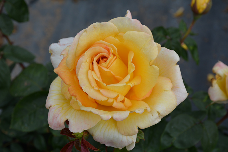 Oregold Rose (Rosa 'Oregold') at Weston Nurseries