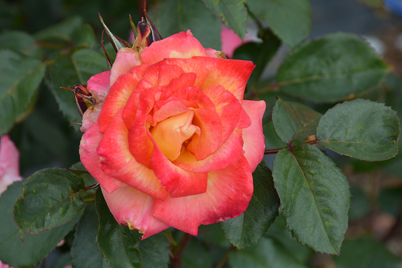 Rainbow Sorbet Rose (Rosa 'Rainbow Sorbet') at Weston Nurseries