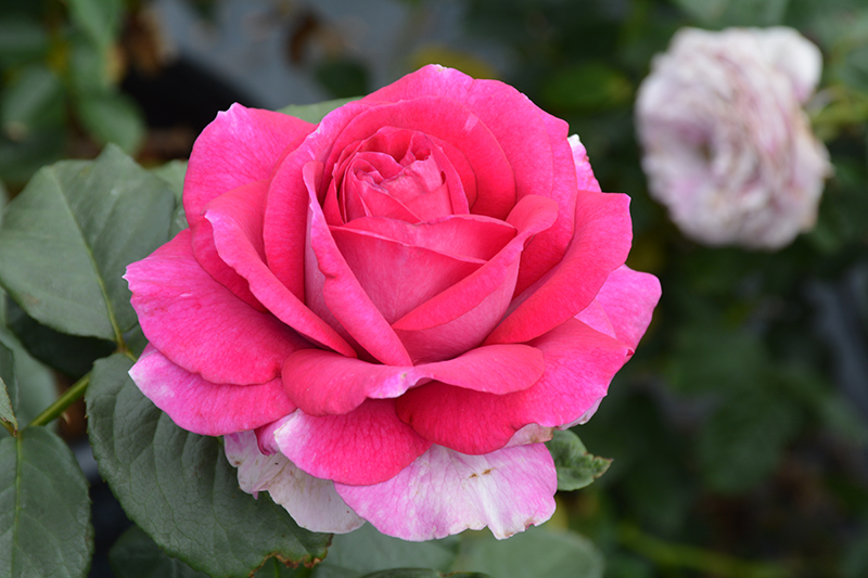 Perfume Factory Rose (Rosa 'WEKnewibpusbi') at Weston Nurseries