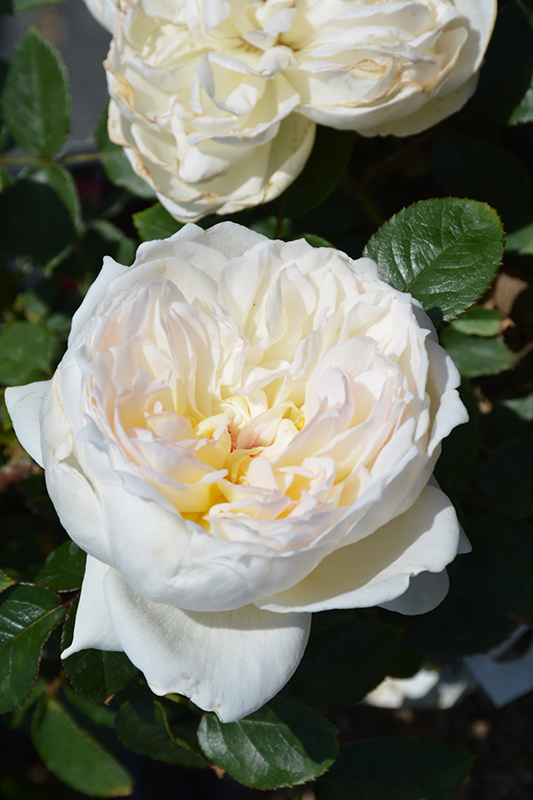 Bolero Rose (Rosa 'Meidelweis') at Weston Nurseries