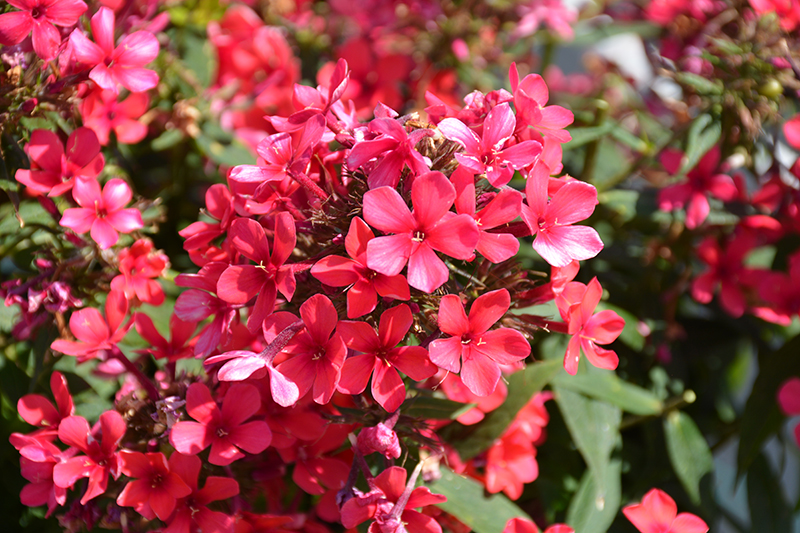 Early Red Garden Phlox (Phlox paniculata 'Early Red') at Weston Nurseries