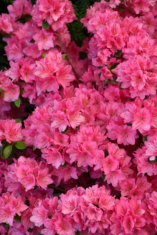 Tradition Azalea (Rhododendron 'Tradition') at Weston Nurseries