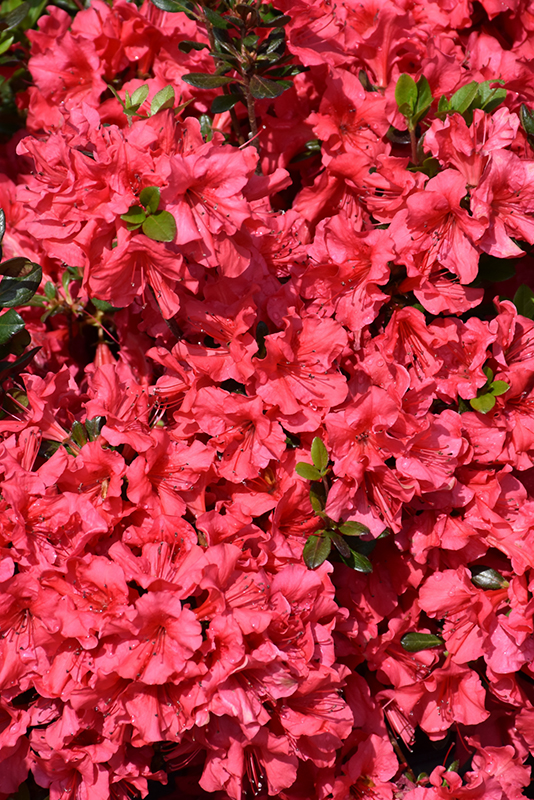 Johanna Azalea (Rhododendron 'Johanna') at Weston Nurseries