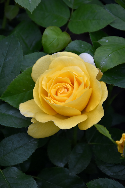 Happy Go Lucky Rose (Rosa 'WEKsirjuci') at Weston Nurseries