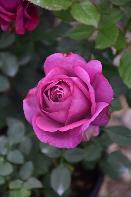 Perfume Factory Rose (Rosa 'WEKnewibpusbi') in Boston Hopkinton Chelmsford Hingham Middleborough