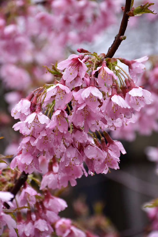 Okame Flowering Cherry (Prunus 'Okame') at Weston Nurseries