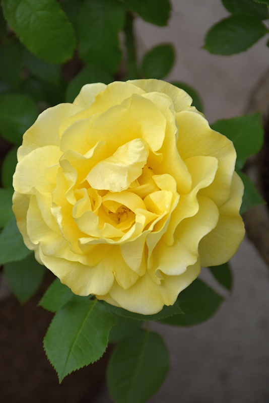 Happy Go Lucky Rose (Rosa 'WEKsirjuci') at Weston Nurseries