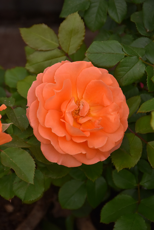 Adobe Sunrise Rose (Rosa 'Meipluvia') at Weston Nurseries