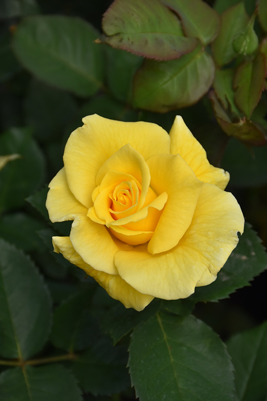 Midas Touch Rose (Rosa 'Midas Touch') at Weston Nurseries
