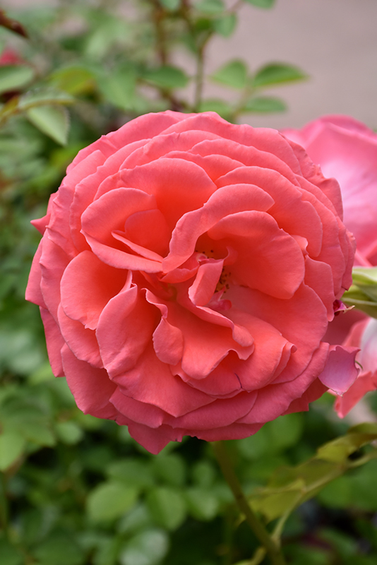 America Rose (Rosa 'JACclam') at Weston Nurseries