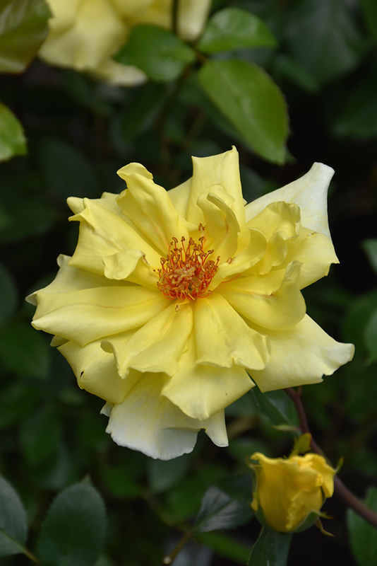 Golden Showers Rose (Rosa 'Golden Showers') at Weston Nurseries