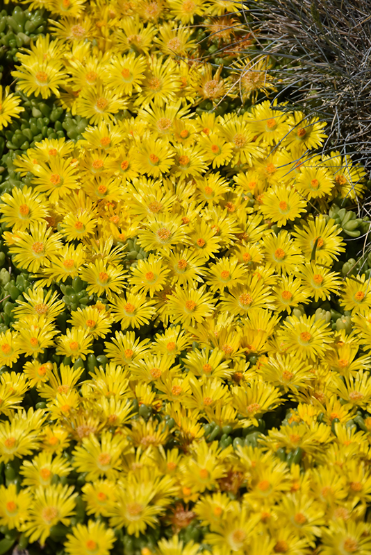 Yellow Ice Plant (Delosperma nubigenum) at Weston Nurseries