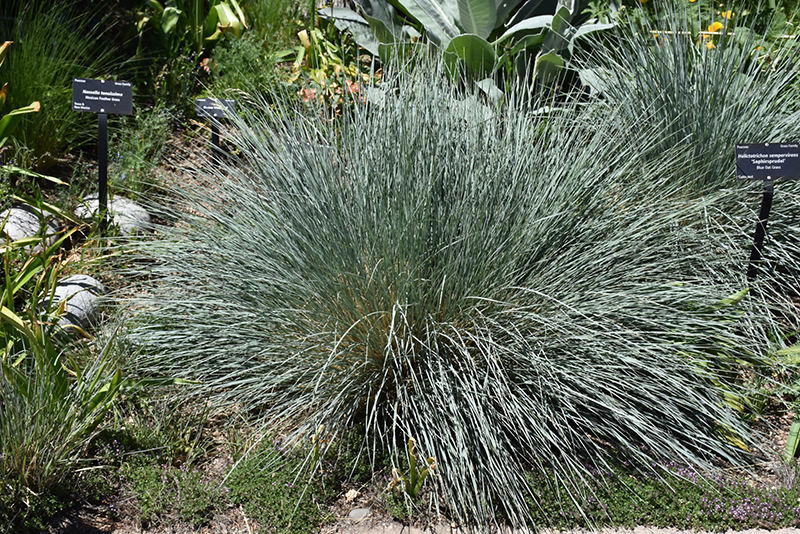 Saphirsprudel Blue Oat Grass (Helictotrichon sempervirens 'Saphirsprudel') at Weston Nurseries