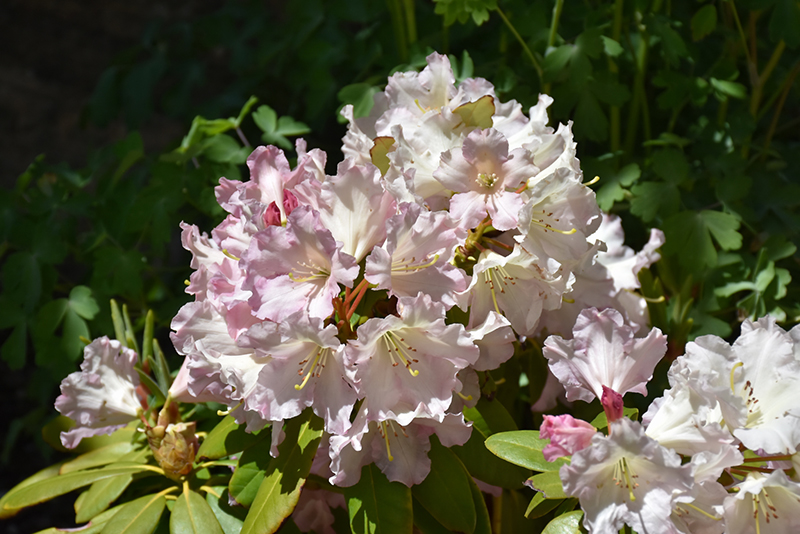 Hoopla Rhododendron (Rhododendron 'Hoopla') at Weston Nurseries