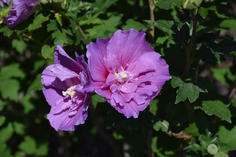 Dark Lavender Chiffon Rose Of Sharon (Hibiscus syriacus 'SMNHSPCL') in ...