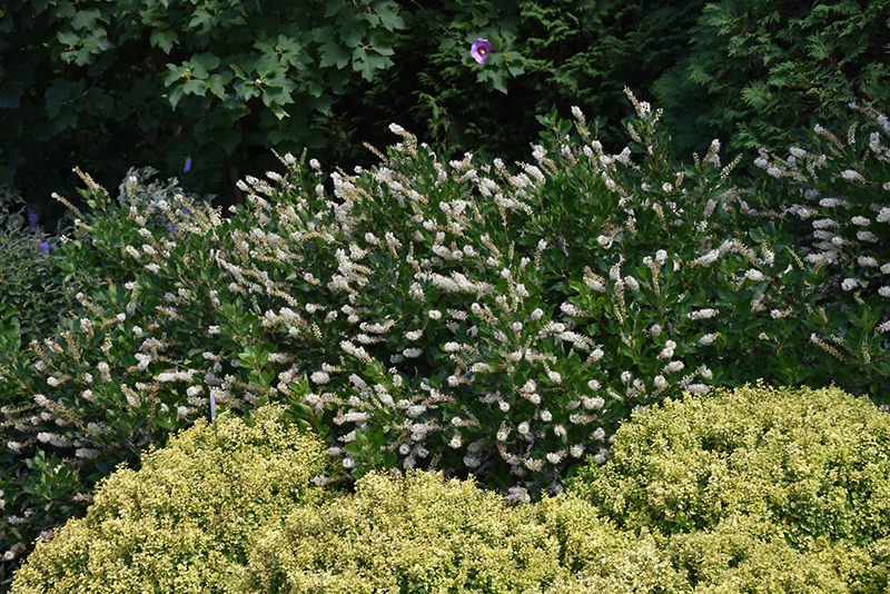 Vanilla Spice Summersweet (Clethra alnifolia 'Caleb') at Weston Nurseries