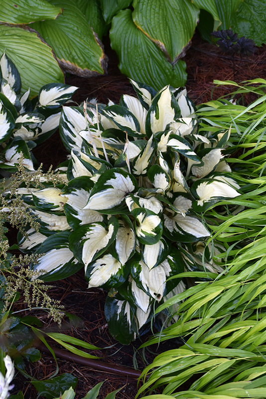 Fire and Ice Hosta (Hosta 'Fire and Ice') at Weston Nurseries
