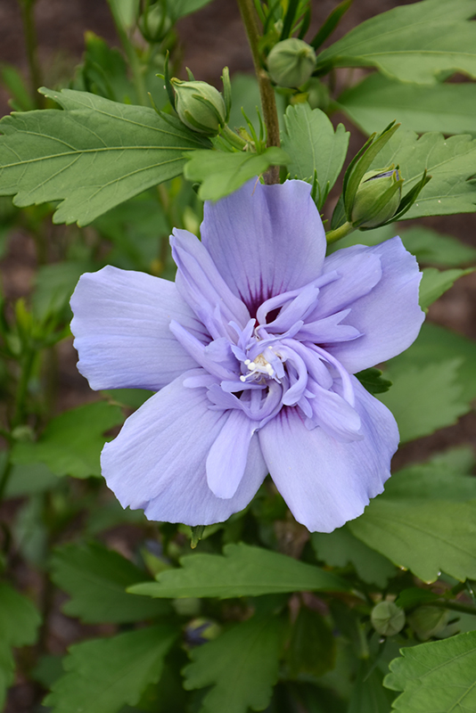 Blue Chiffon Rose of Sharon (Hibiscus syriacus 'Notwoodthree') at Weston Nurseries