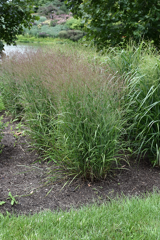 Purple Tears Switch Grass (Panicum virgatum 'Purple Tears') at Weston Nurseries