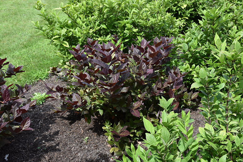 Burgundy Spice Sweetshrub (Calycanthus floridus 'Burgundy Spice') at Weston Nurseries