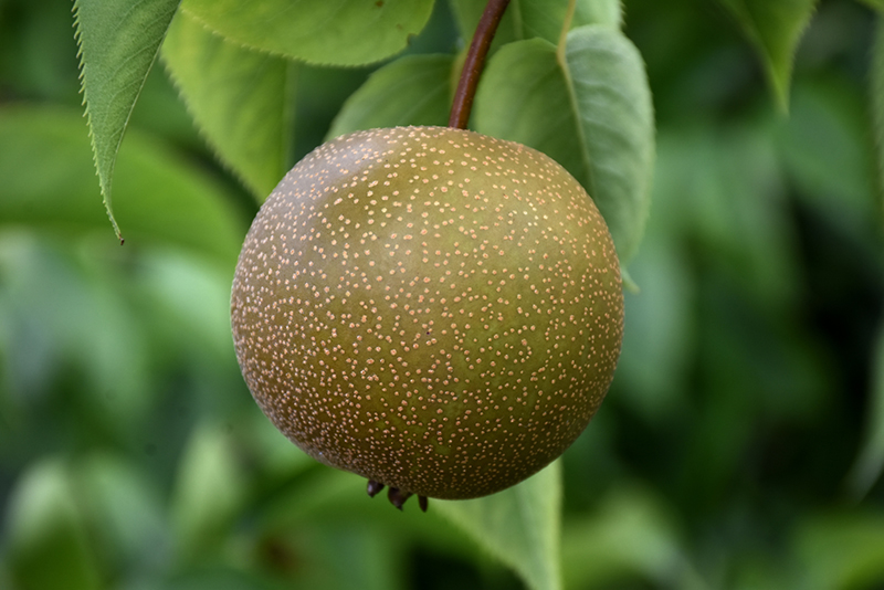 Hosui Asian Pear (Pyrus pyrifolia 'Hosui') at Weston Nurseries