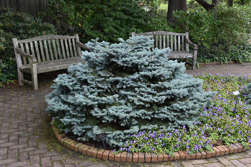 Thume Blue Spruce (Picea pungens 'Thume') at Weston Nurseries