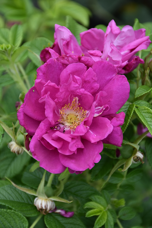Purple Pavement Rose (Rosa 'Purple Pavement') at Weston Nurseries