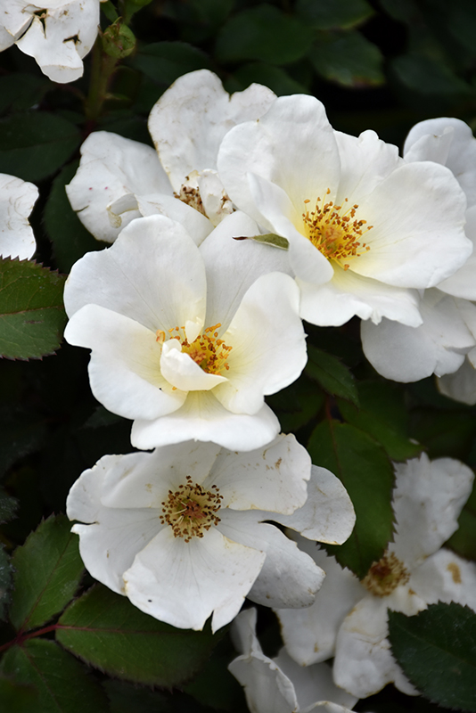 White Knock Out Rose (Rosa 'Radwhite') at Weston Nurseries