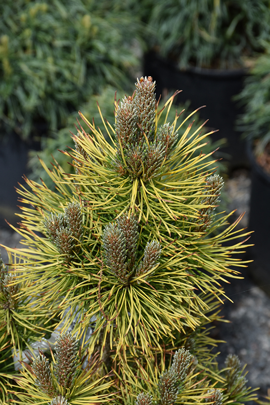 Winter Sun Mugo Pine (Pinus mugo 'Wintersonne') at Weston Nurseries