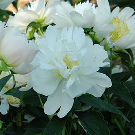 Plant Photo 3