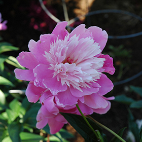 Plant Photo 8