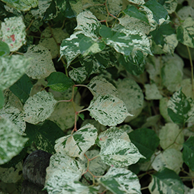 Plant Photo 4