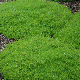 Irish Moss (Sagina subulata) in Boston Hopkinton Chelmsford