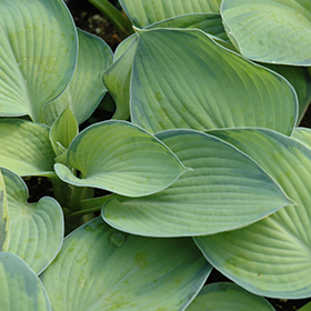 Plant Photo 5