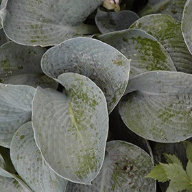 Plant Photo 8