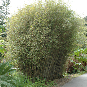 Plant Photo 6
