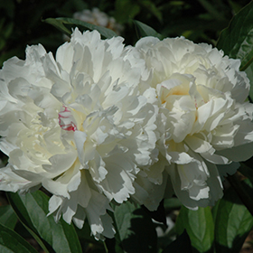 Plant Photo 6