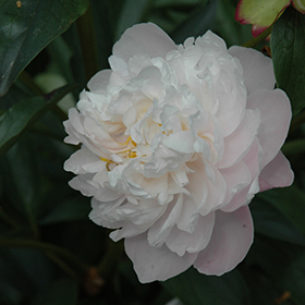 Plant Photo 2