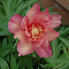 Plant Photo 10