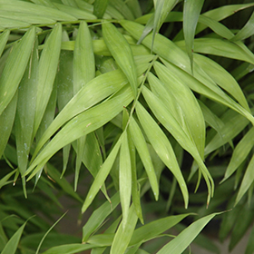 Plant Photo 10