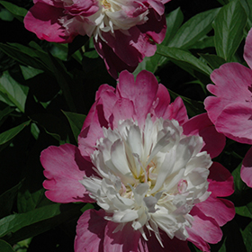 Plant Photo 2