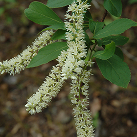 Plant Photo 7