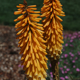Plant Photo 9