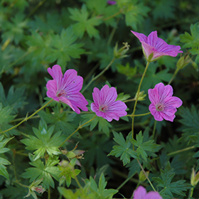 Plant Photo 9