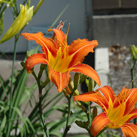 Orange Flower Buttons — CaljavaOnline