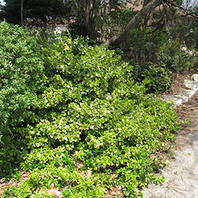 Emerald N Gold Wintercreeper Euonymus Fortunei Emerald N Gold In Boston Hopkinton Chelmsford Hingham Middleborough Massachusetts Ma At Weston Nurseries