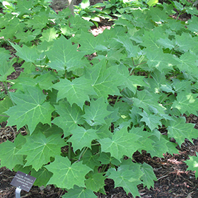 Plant Photo 4