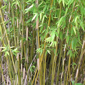 Plant Photo 5